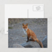 Fox Briefkaart (Voorkant / Achterkant)