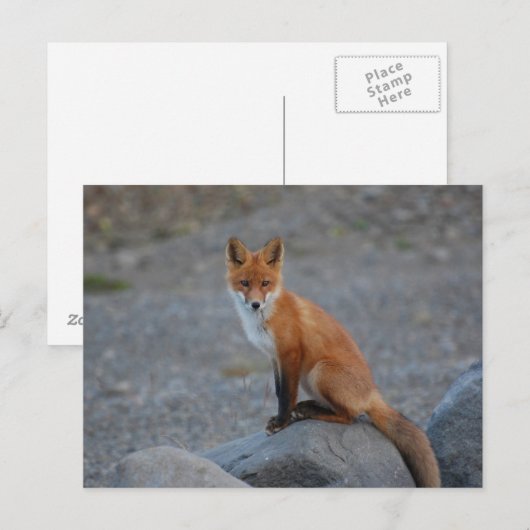 Fox Briefkaart (Voorkant / Achterkant)