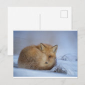 Fox briefkaart (Voorkant / Achterkant)