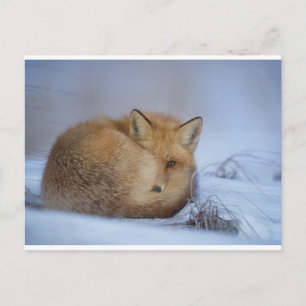 Fox briefkaart