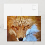 Fox Briefkaart (Voorkant / Achterkant)