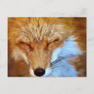 Fox Briefkaart