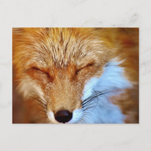 Fox Briefkaart (Voorkant)