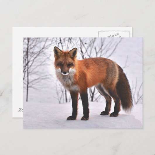 Fox Briefkaart (Voorkant / Achterkant)