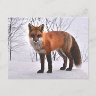 Fox Briefkaart