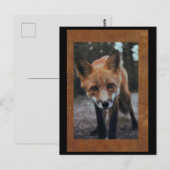 Fox Close-up-Briefkaart postkruising Briefkaart (Voorkant / Achterkant)