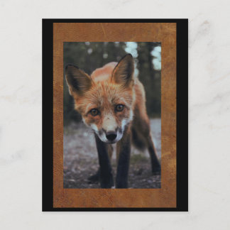 Fox Close-up-Briefkaart postkruising Briefkaart