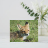Fox Closeup, Brooks Herfsten Alaska Briefkaart (Staand voorkant)