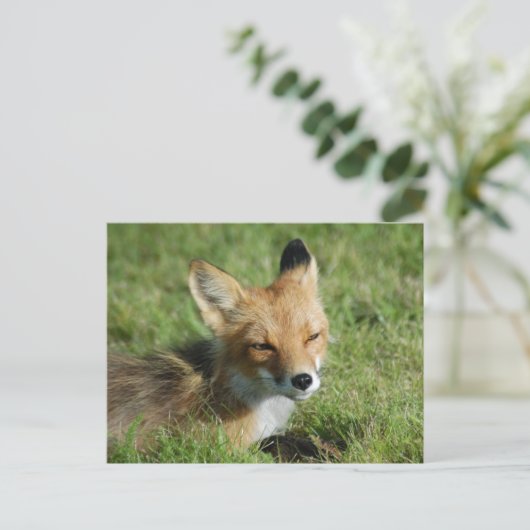Fox Closeup, Brooks Herfsten Alaska Briefkaart (Staand voorkant)