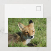 Fox Closeup, Brooks Herfsten Alaska Briefkaart (Voorkant / Achterkant)