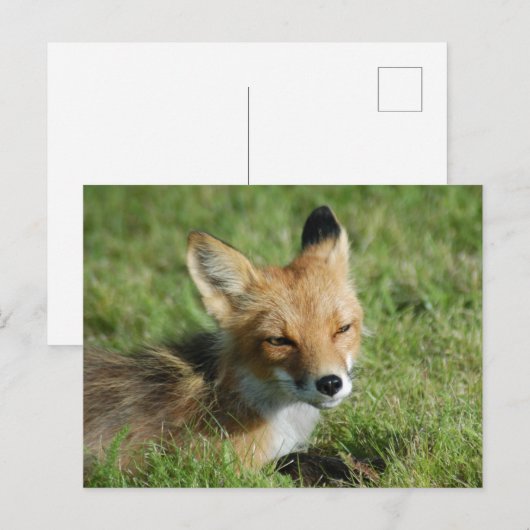 Fox Closeup, Brooks Herfsten Alaska Briefkaart (Voorkant / Achterkant)