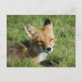 Fox Closeup, Brooks Herfsten Alaska Briefkaart (Voorkant)
