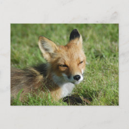 Fox Closeup, Brooks Herfsten Alaska Briefkaart
