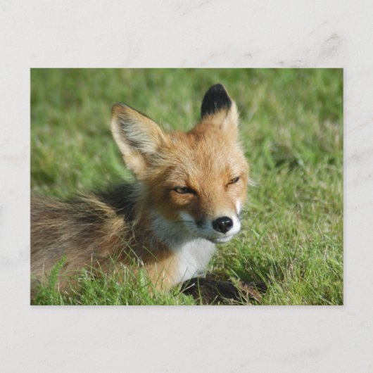 Fox Closeup, Brooks Herfsten Alaska Briefkaart (Voorkant)