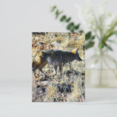 Fox coyotes Wild Anilmal in Field Briefkaart (Staand voorkant)