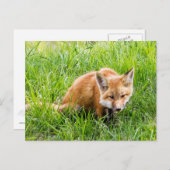 Fox Cub Briefkaart (Voorkant / Achterkant)