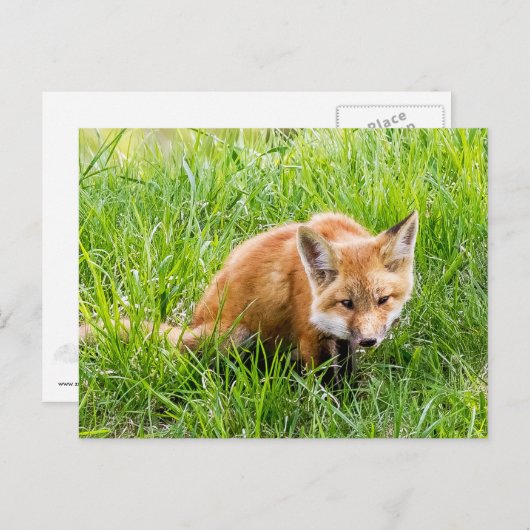 Fox Cub Briefkaart (Voorkant / Achterkant)