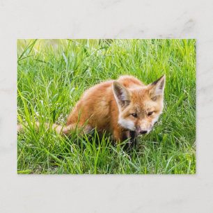 Fox Cub Briefkaart