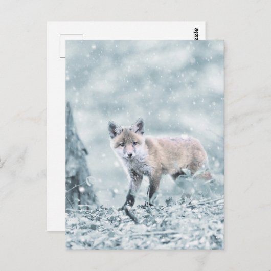 Fox Cub in de sneeuw Briefkaart (Voorkant / Achterkant)