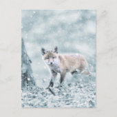 Fox Cub in de sneeuw Briefkaart (Voorkant)