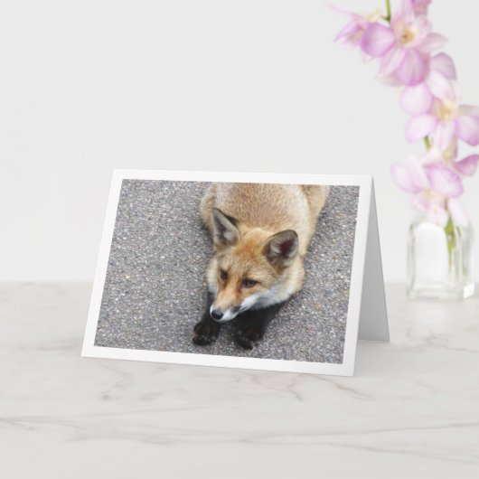 Fox cub Laying on Street Portret Kaart (Orchidee)