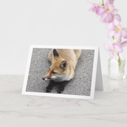 Fox Cub Liggend op Straatportret Kaart (Orchidee)