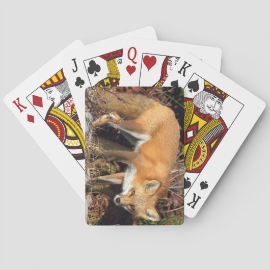 Fox Deck van speelkaarten (Achterkant)