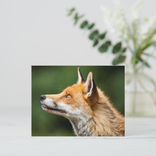 Fox die omhoog kijkt briefkaart (Staand voorkant)