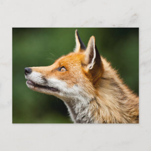 Fox die omhoog kijkt briefkaart
