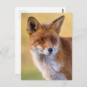 Fox die weg kijkt briefkaart (Voorkant / Achterkant)