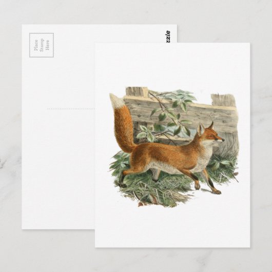 Fox door een omheining briefkaart (Voorkant / Achterkant)
