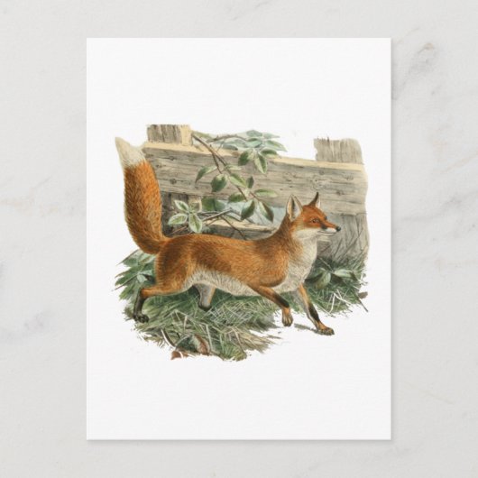 Fox door een omheining briefkaart (Voorkant)