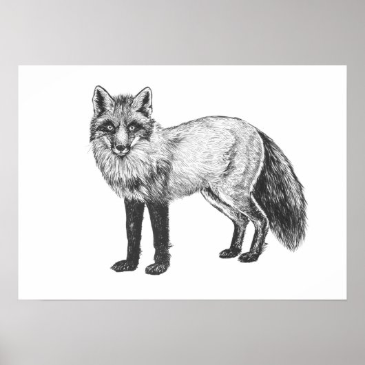 Fox drawing poster (Voorkant)