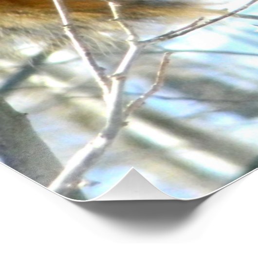 Fox-eekhoornprofiel Perfect Poster (Hoek)