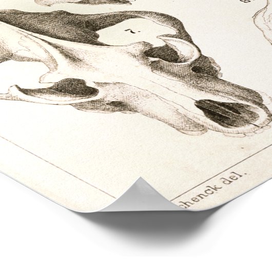 Fox en Hyena Skulls Veterinary Anatomy Print (Hoek)