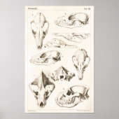Fox en Hyena Skulls Veterinary Anatomy Print (Voorkant)