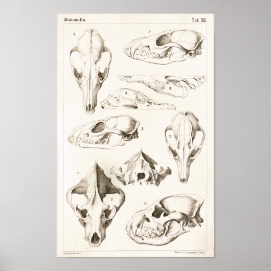 Fox en Hyena Skulls Veterinary Anatomy Print (Voorkant)