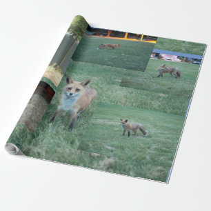 Fox en land met schuur, rode vos cadeaupapier