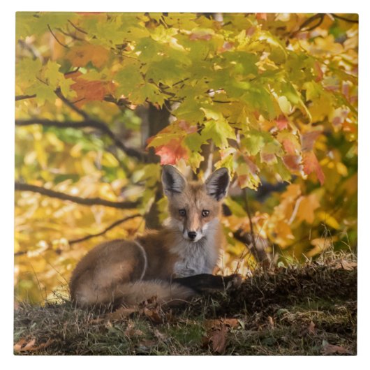 Fox en olie tegeltje (Voorkant)