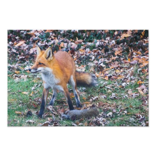 Fox en zijn dood foto afdruk (Voorkant)