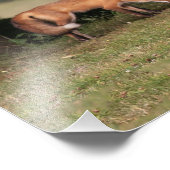 Fox Family Outing Foto Afdruk (Hoek)