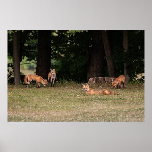 Fox Family Outing Poster (Voorkant)