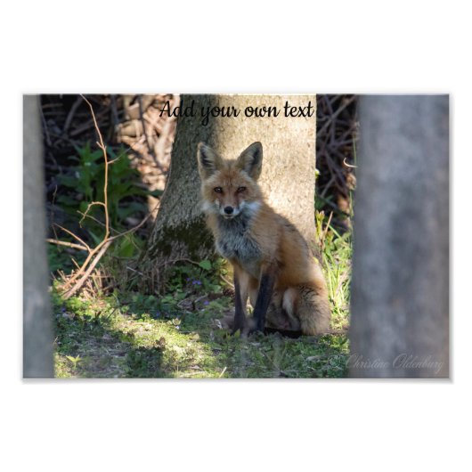 Fox Foto Afdruk (Voorkant)