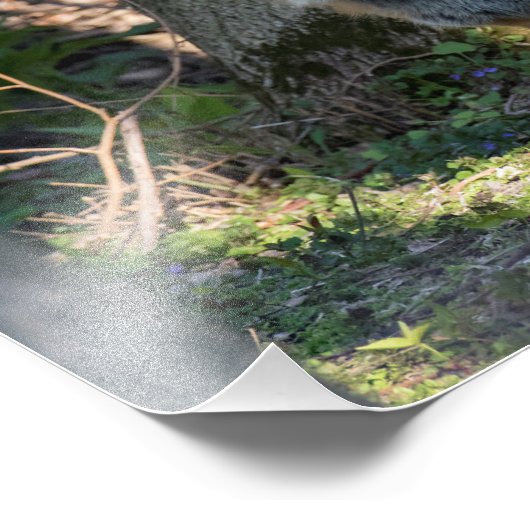 Fox Foto Afdruk (Hoek)