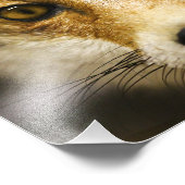 Fox foto Fox Face Print Afdruk (Hoek)