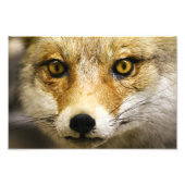 Fox foto Fox Face Print Foto Afdruk (Voorkant)