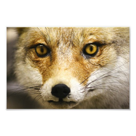Fox foto Fox Face Print Foto Afdruk (Voorkant)