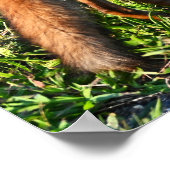 Fox Foto Poster (Hoek)