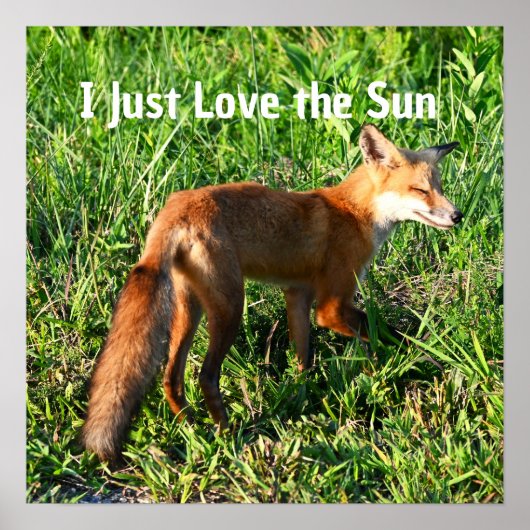 Fox Foto Poster (Voorkant)