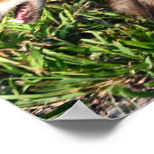 Fox Foto Poster (Hoek)